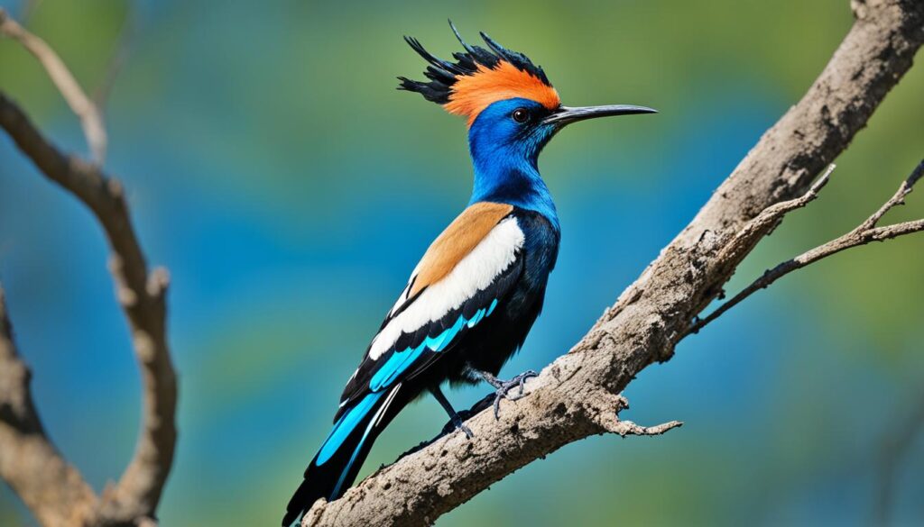 blue crested hoopoe conservation