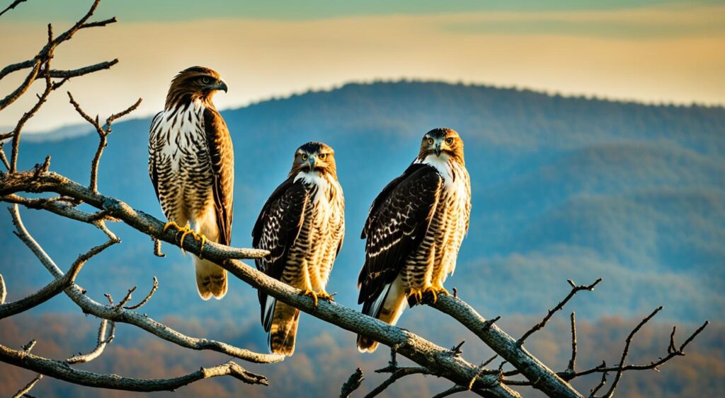 Hawks in Maryland