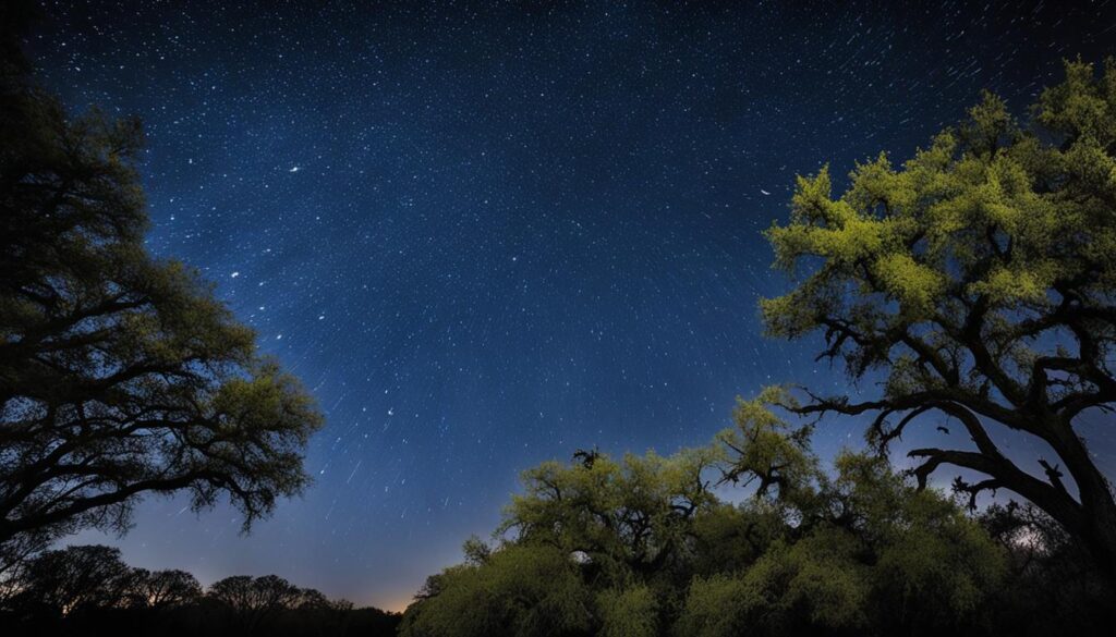 best places to see night birds in texas