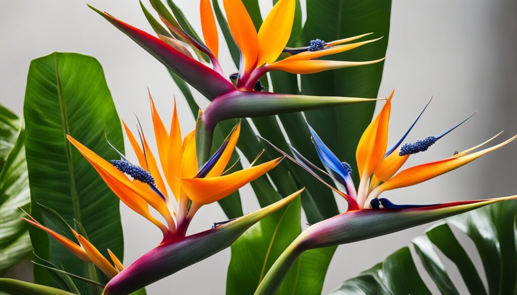 bird of paradise propagation