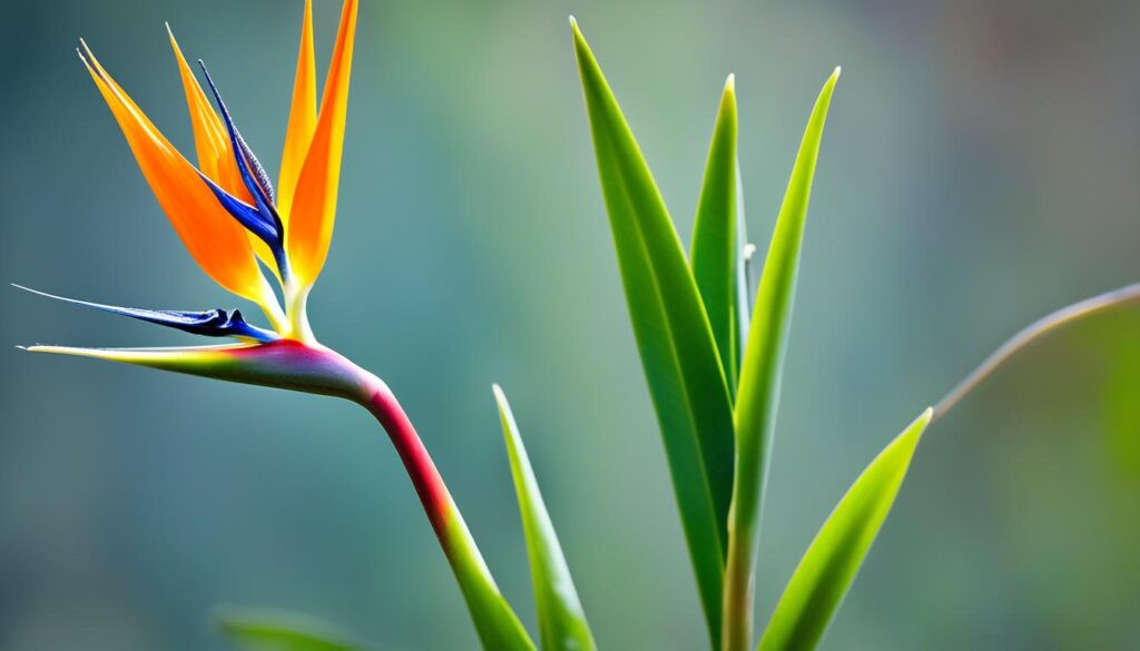 birds of paradise propagation