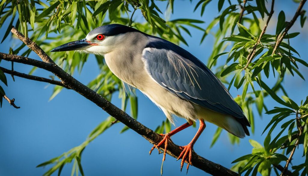 black-crowned night-heron texas