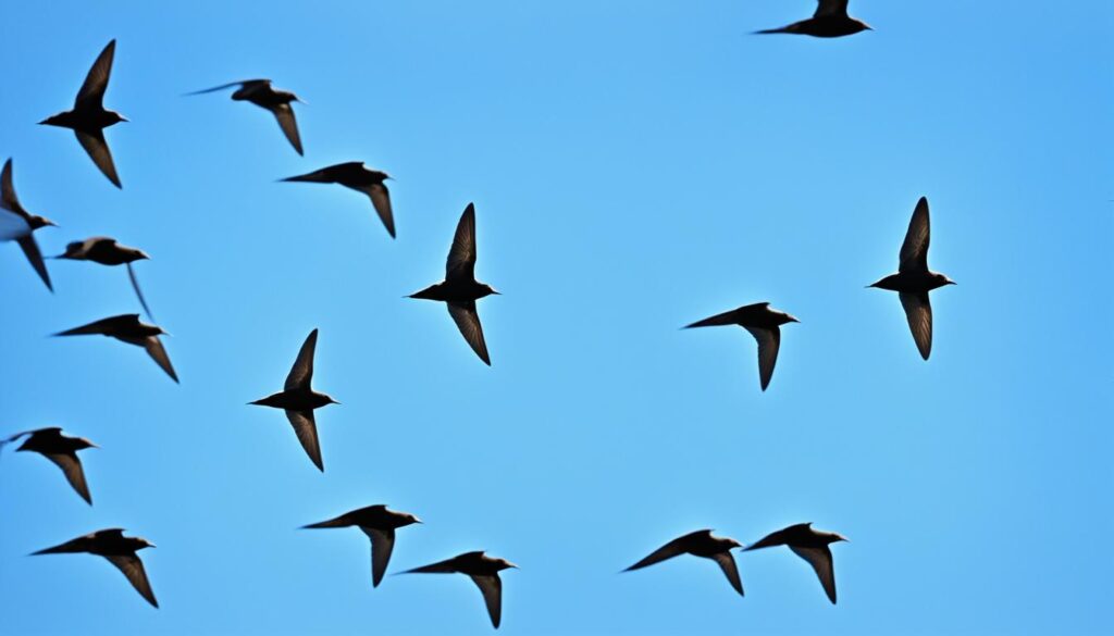 chimney swifts florida