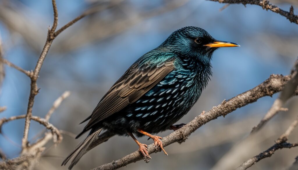 european starling