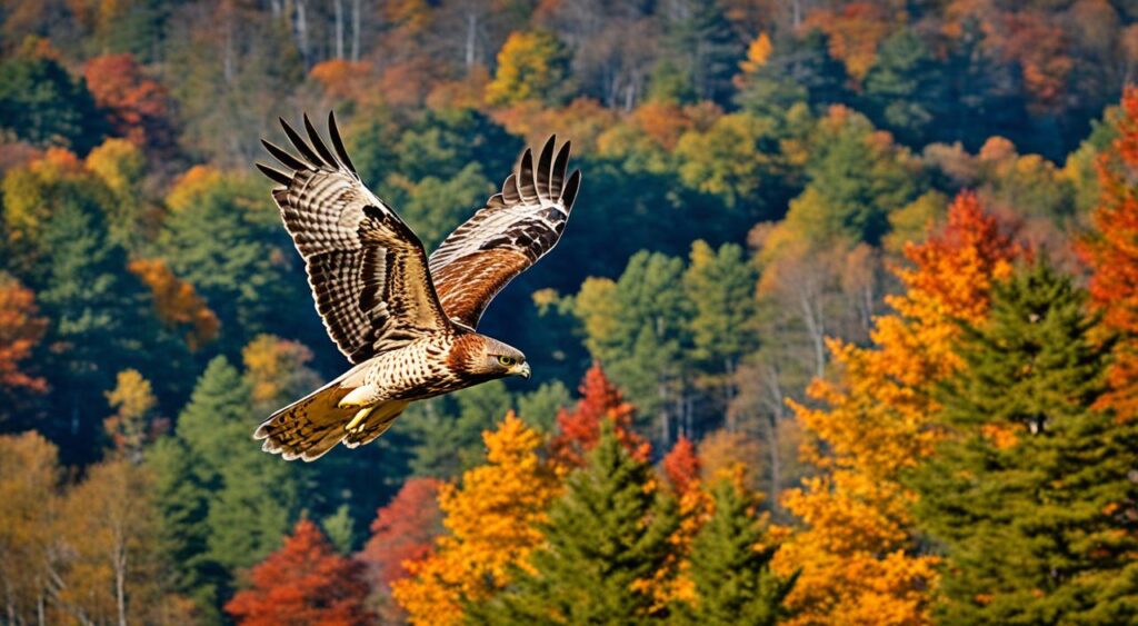 hawks in maryland ecosystem