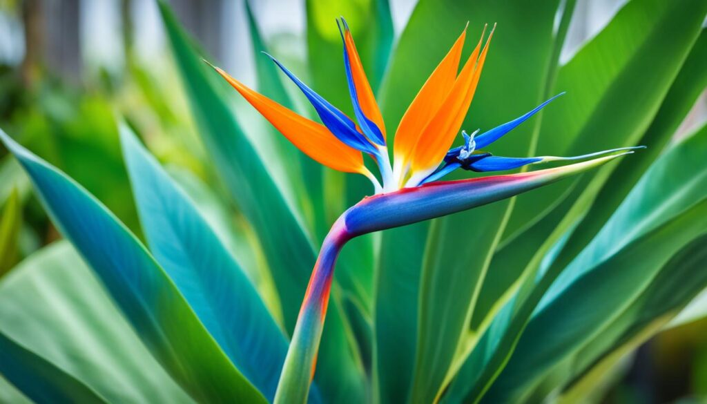 how to propagate birds of paradise