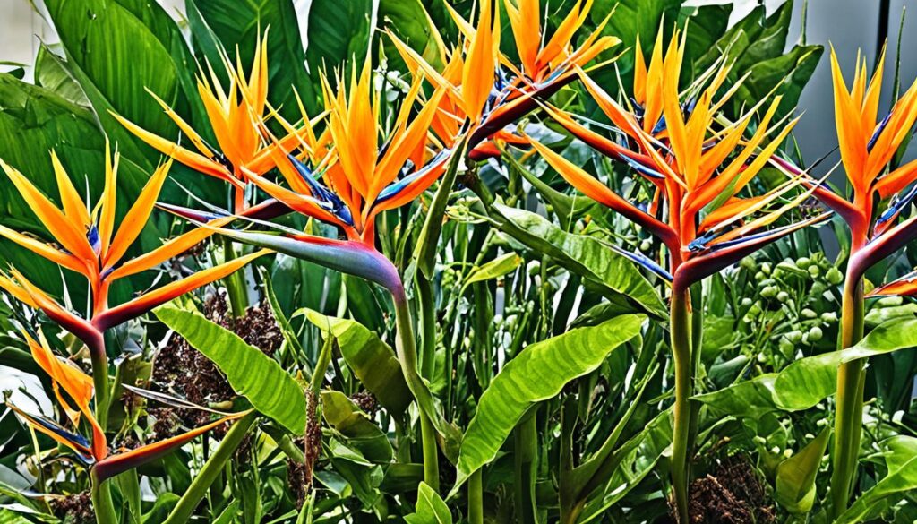 how watering affects pests on bird of paradise