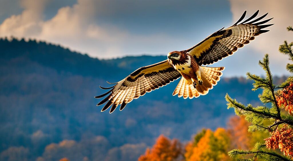 red-tailed hawk maryland