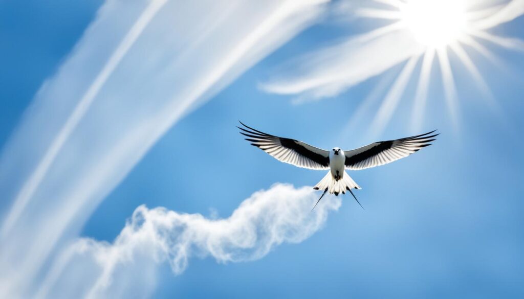 swallow-tailed kites florida