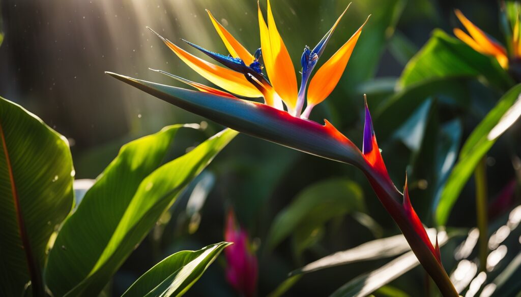 bird of paradise watering