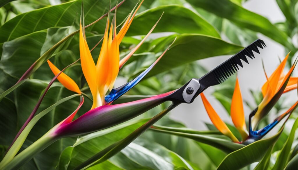 pruning bird of paradise