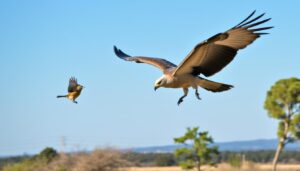 Why do small birds chase big birds?